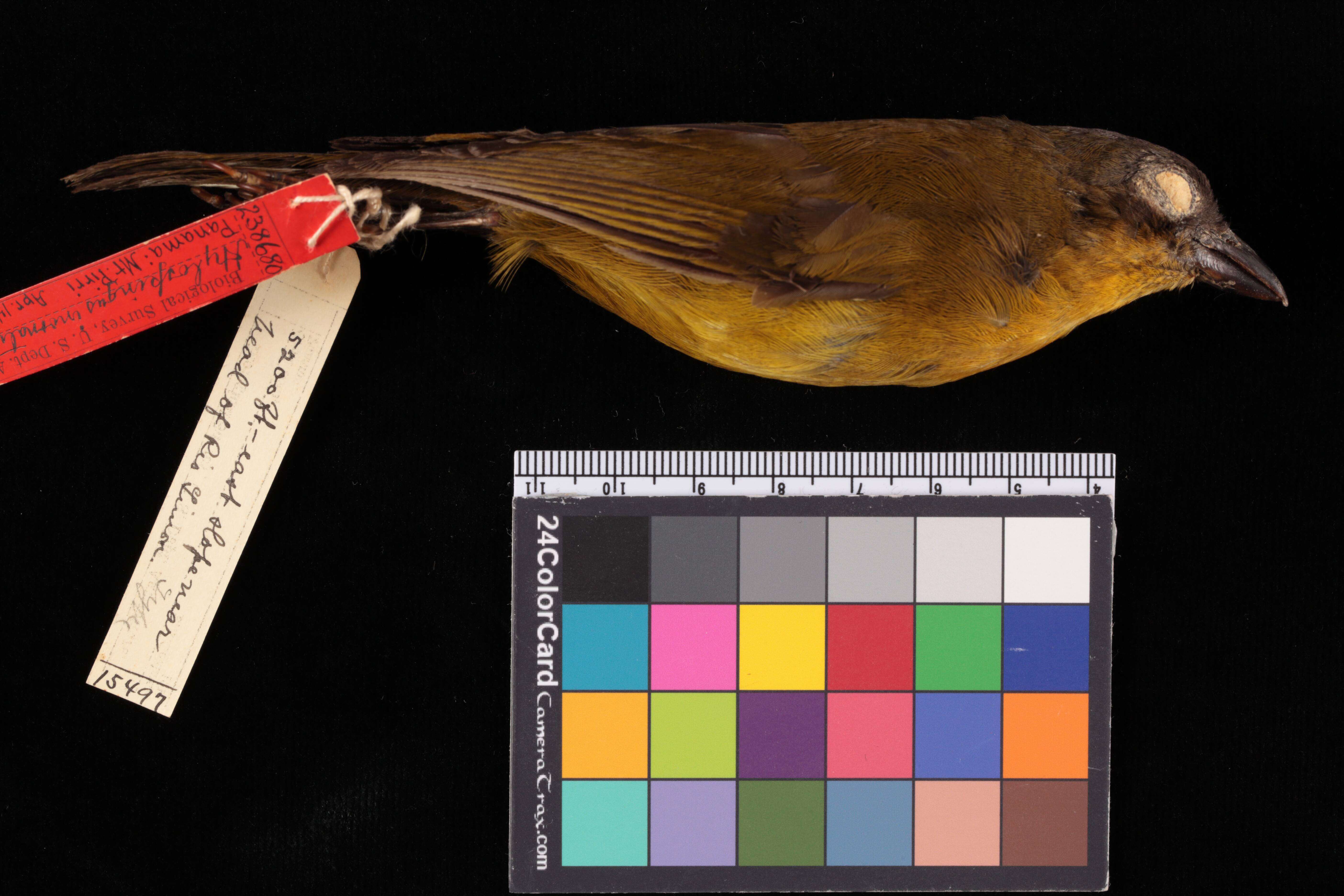 Chlorospingus inornatus (Nelson 1912) resmi