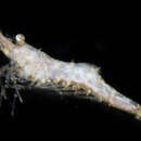 Image of false zostera shrimp