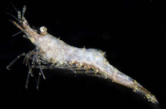 Image of false zostera shrimp