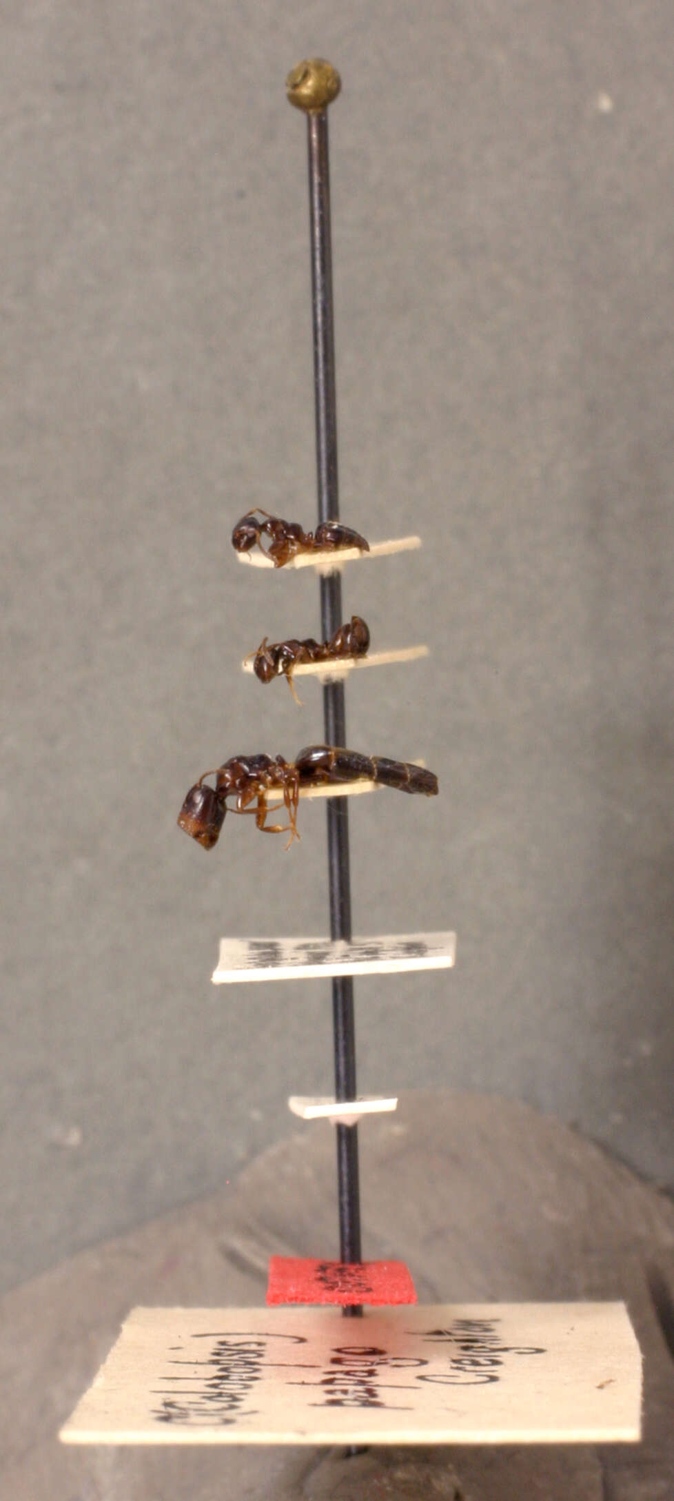 Plancia ëd Camponotus papago Creighton 1953