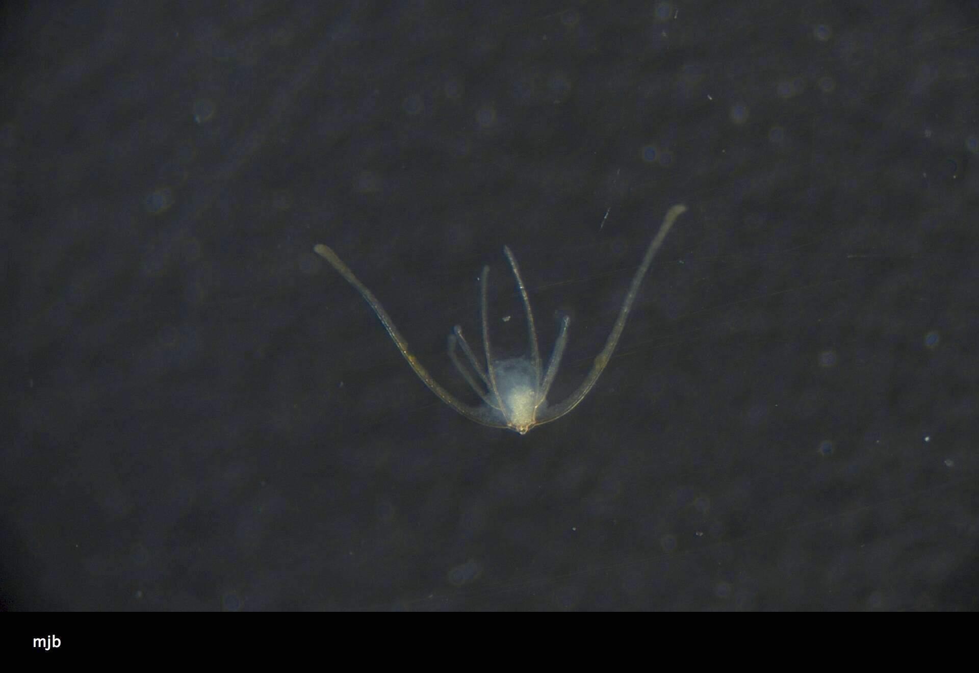 Image of Amphilepidida