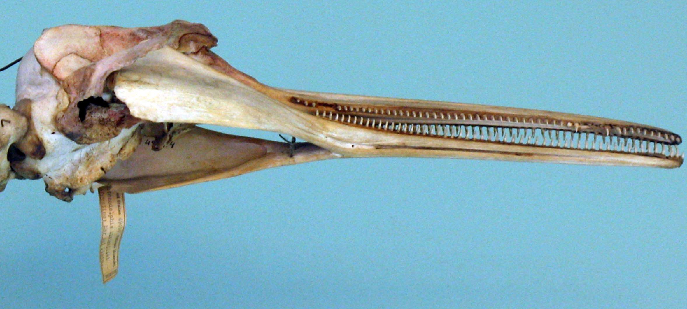 Image of Pontoporiidae