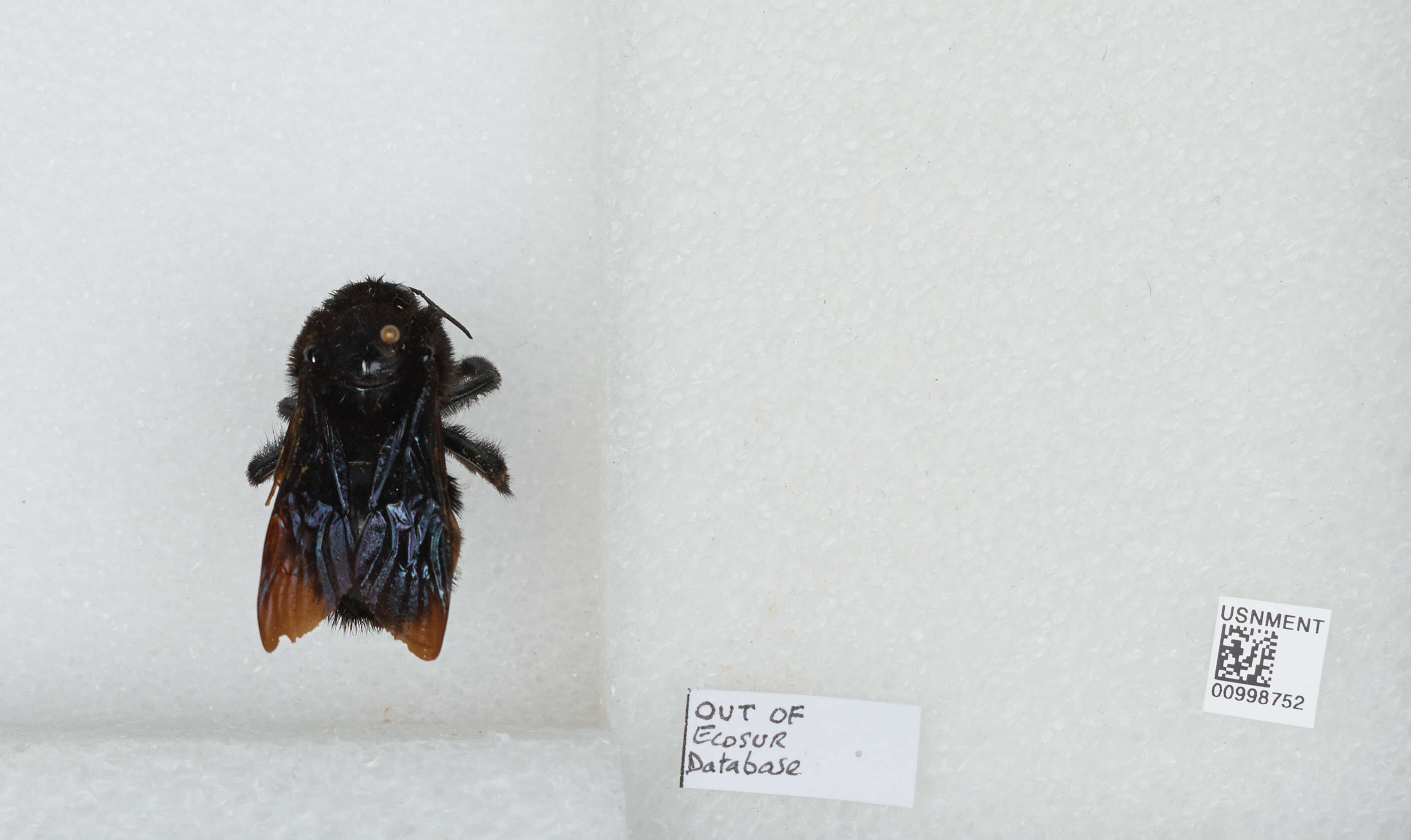 Image of Bombus pullatus Franklin 1913