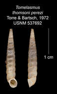 Imagem de Tomelasmus thomsoni perezi C. Torre & Bartsch 1972