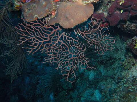 Image of Black Sea fan