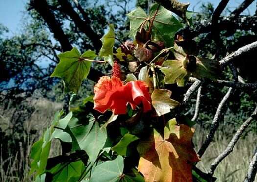 Image of Hawai'i treecotton