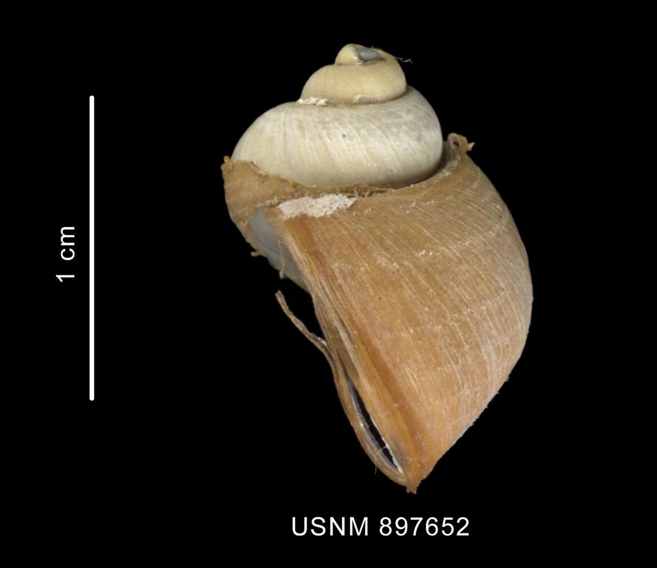 Image of Naticidae