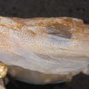 Sivun Dendropsophus amicorum (Mijares-Urrutia 1998) kuva