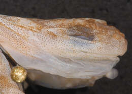 Image of Dendropsophus amicorum (Mijares-Urrutia 1998)