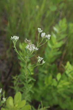 Image of Mohr's thoroughwort