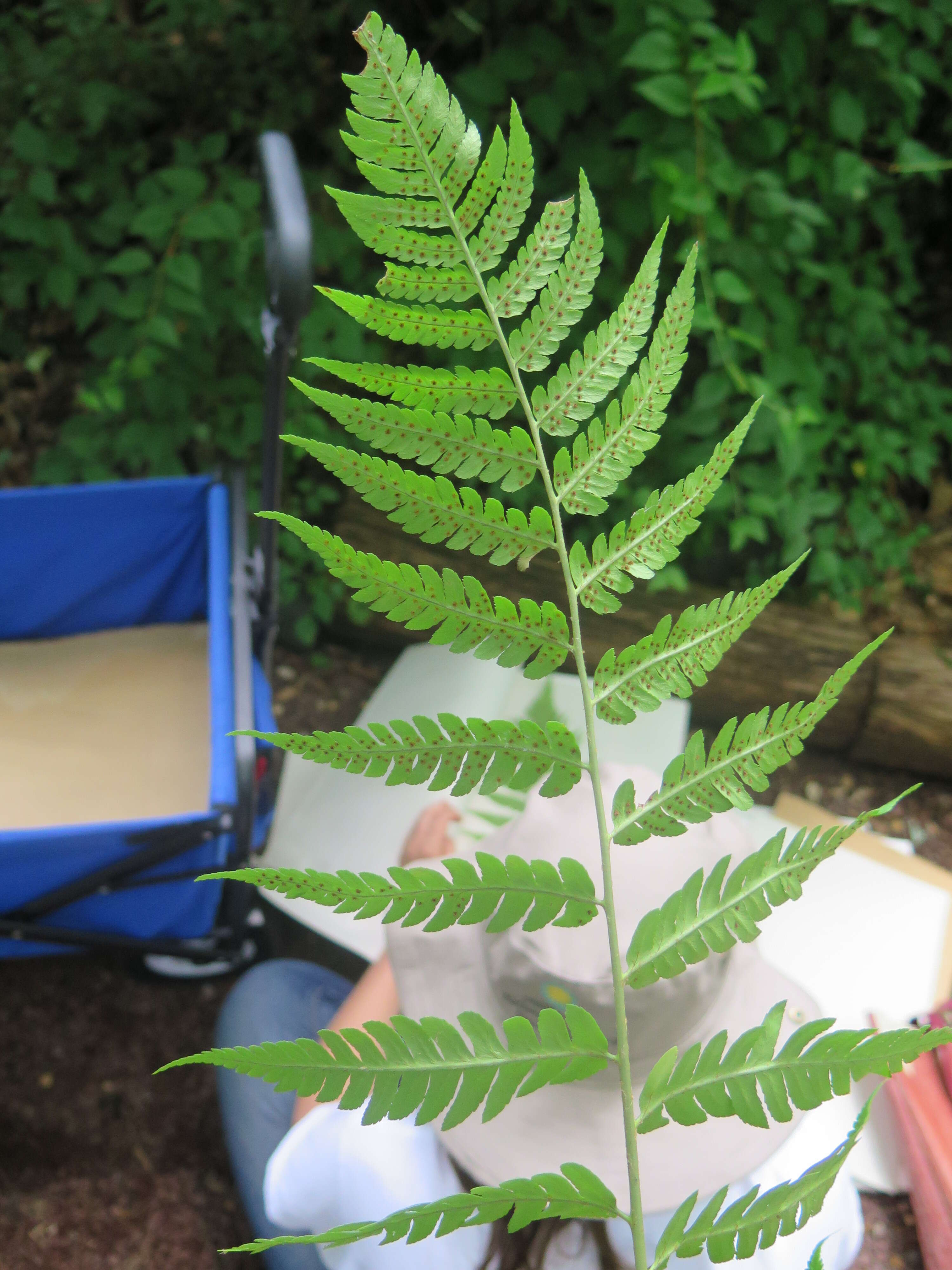 Image de Dryopteris celsa (W. Palmer) Knowlton