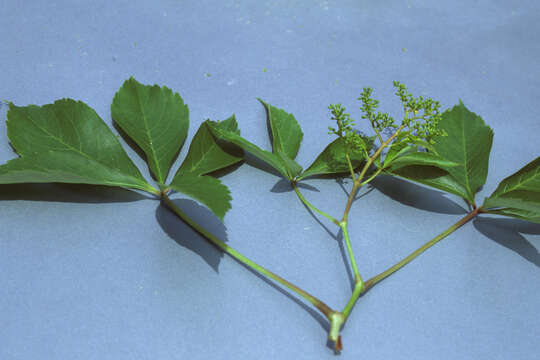 Image of Virginia creeper