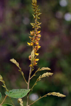 Image of Rhynchosia longeracemosa M. Martens & Galeotti