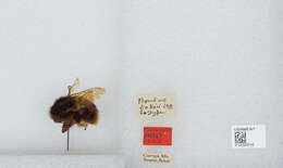 Image of Bombus flavescens Smith 1852