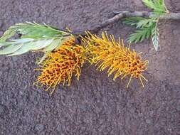 Imagem de Grevillea robusta A. Cunn. ex R. Br.