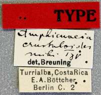 Image of Amphicnaeia strandi Breuning 1942