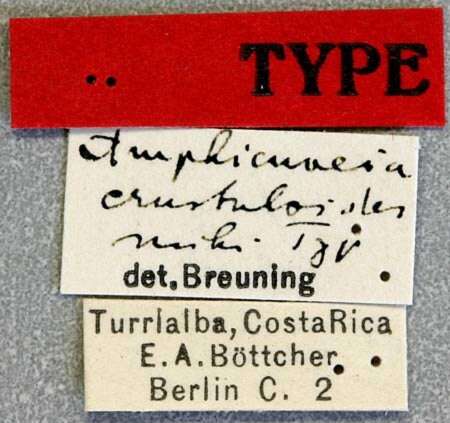 Image of Amphicnaeia strandi Breuning 1942