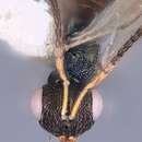 صورة Plutothrix aerata Heydon 1997