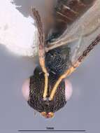 صورة Plutothrix aerata Heydon 1997