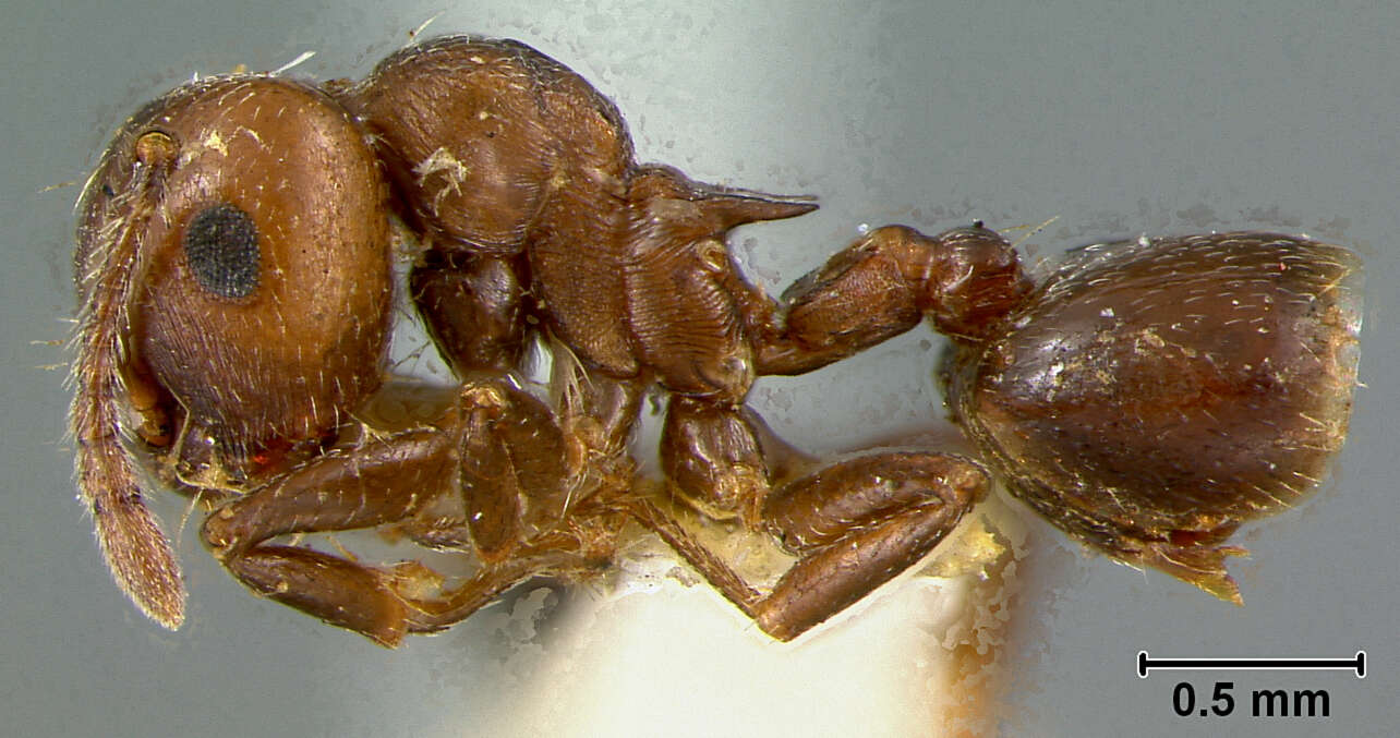 Image of Myrmica Latreille 1804