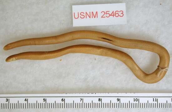 Image of Puerto Rican Worm Snake
