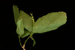 Image of Acalypha schiedeana Schltdl.