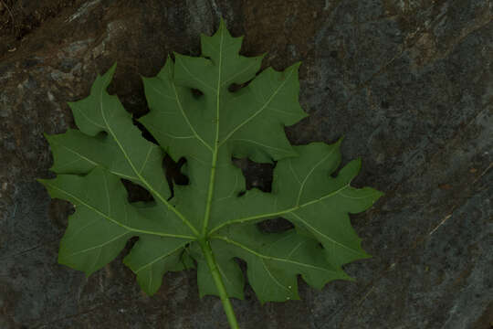 Image of Cnidoscolus tubulosus (Müll. Arg.) I. M. Johnst.