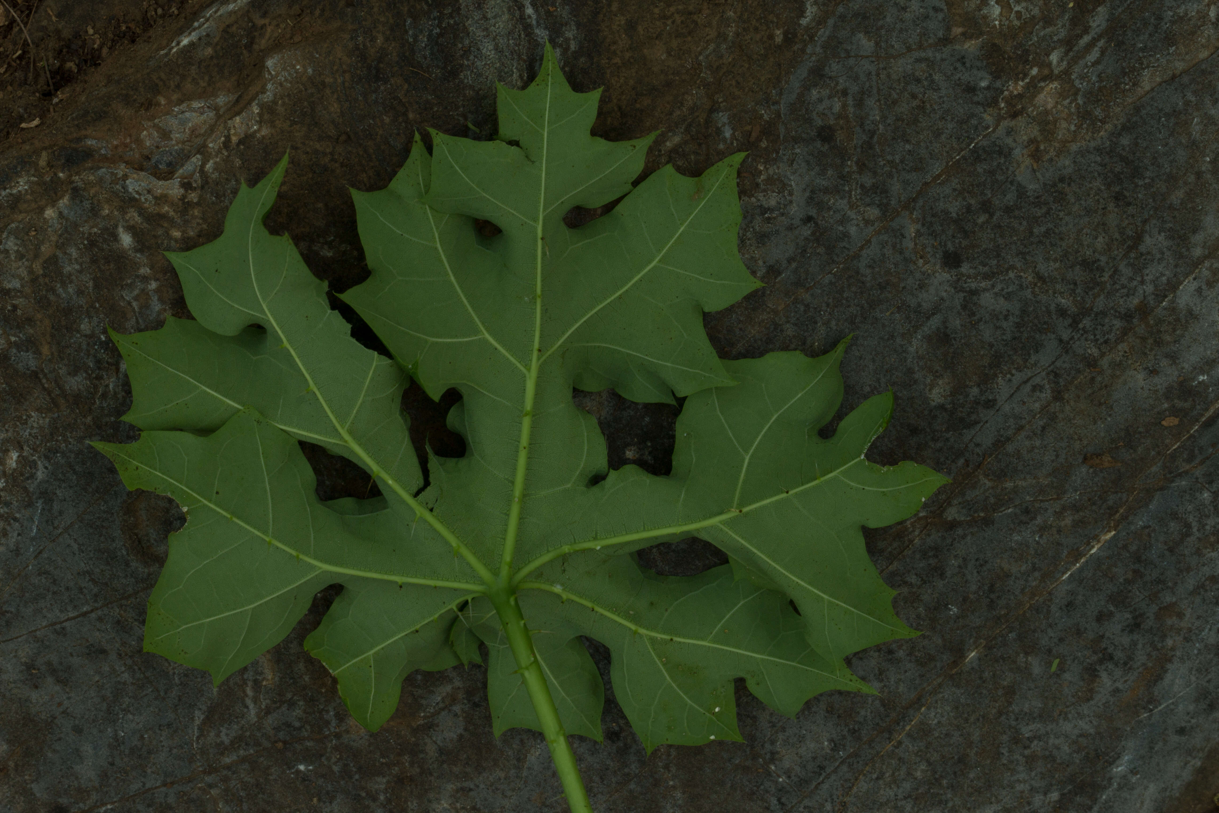 Image of Cnidoscolus tubulosus (Müll. Arg.) I. M. Johnst.