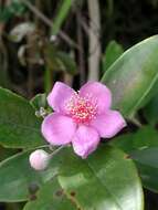 Image of Downy rose myrtle