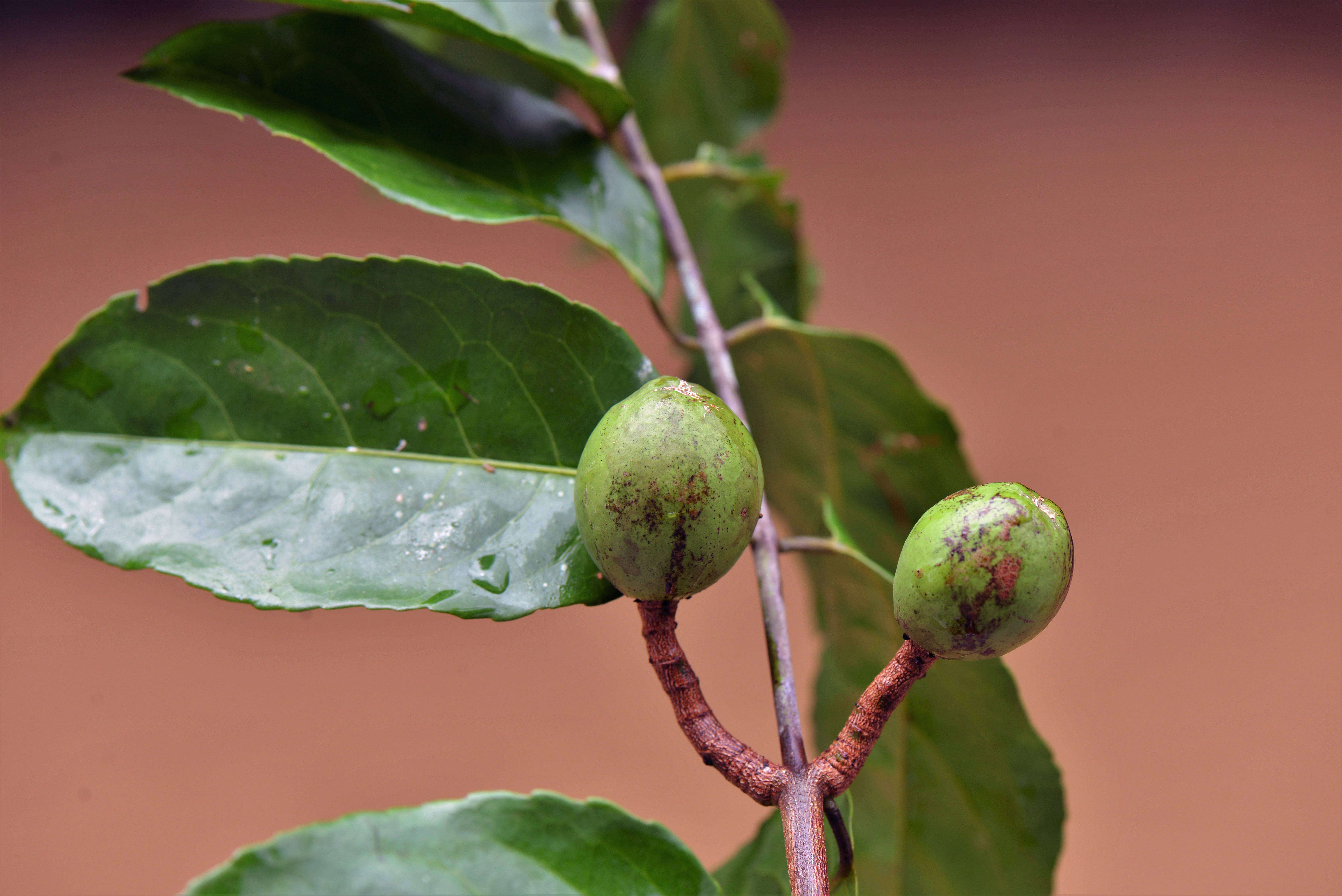 Слика од Celastraceae