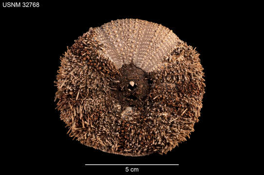 Image of Strongylocentrotus polyacanthus A. Agassiz & H. L. Clark 1907