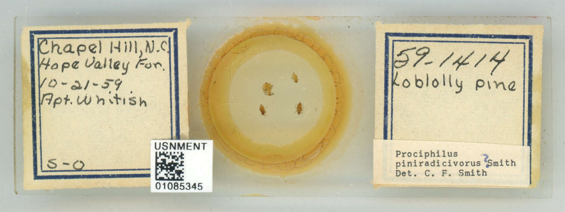 Image of Prociphilus (Prociphilus) piniradicivorus Smith & C. F. 1969