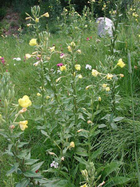 Imagem de Oenothera villosa subsp. strigosa (Rydb.) Dietrich & Raven