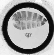 Image of Cerura Schrank 1802