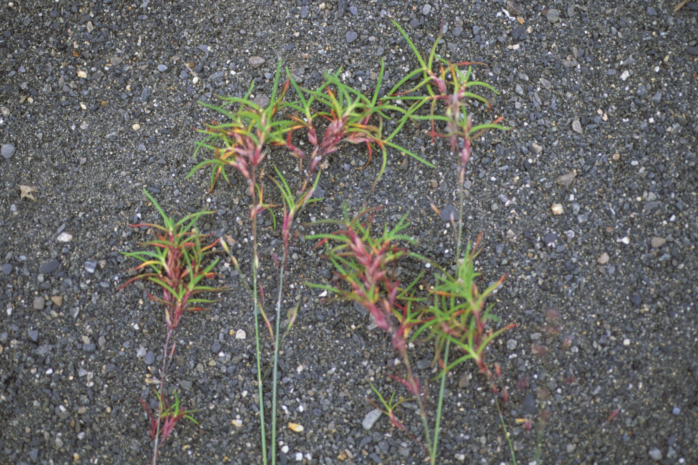 Image of Large-Glume Blue Grass