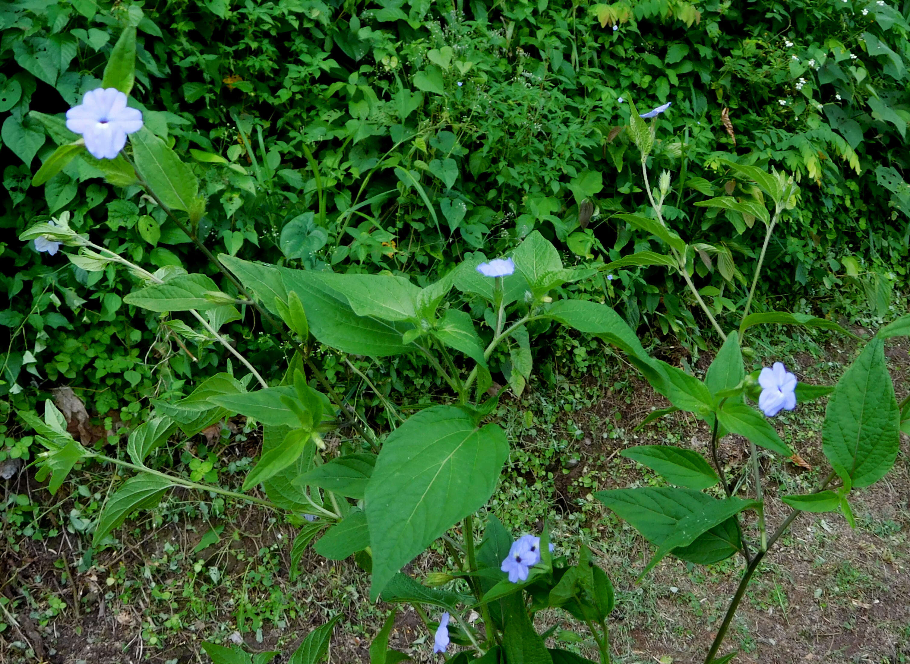 Image of Jamaican forget-me-not