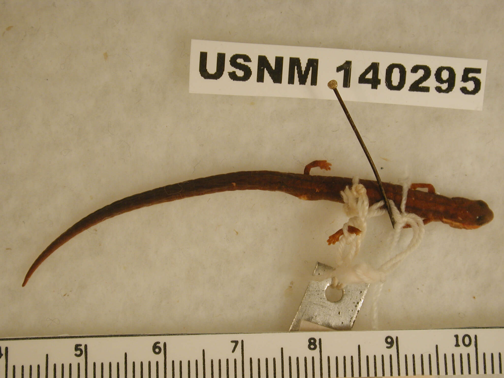 Image of Schmidt's Pygmy Salamander