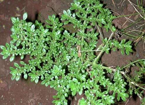 Image of rockweed