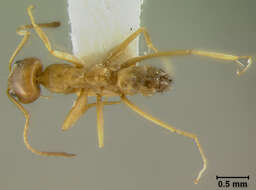 Image of Dorymyrmex flavus McCook 1879