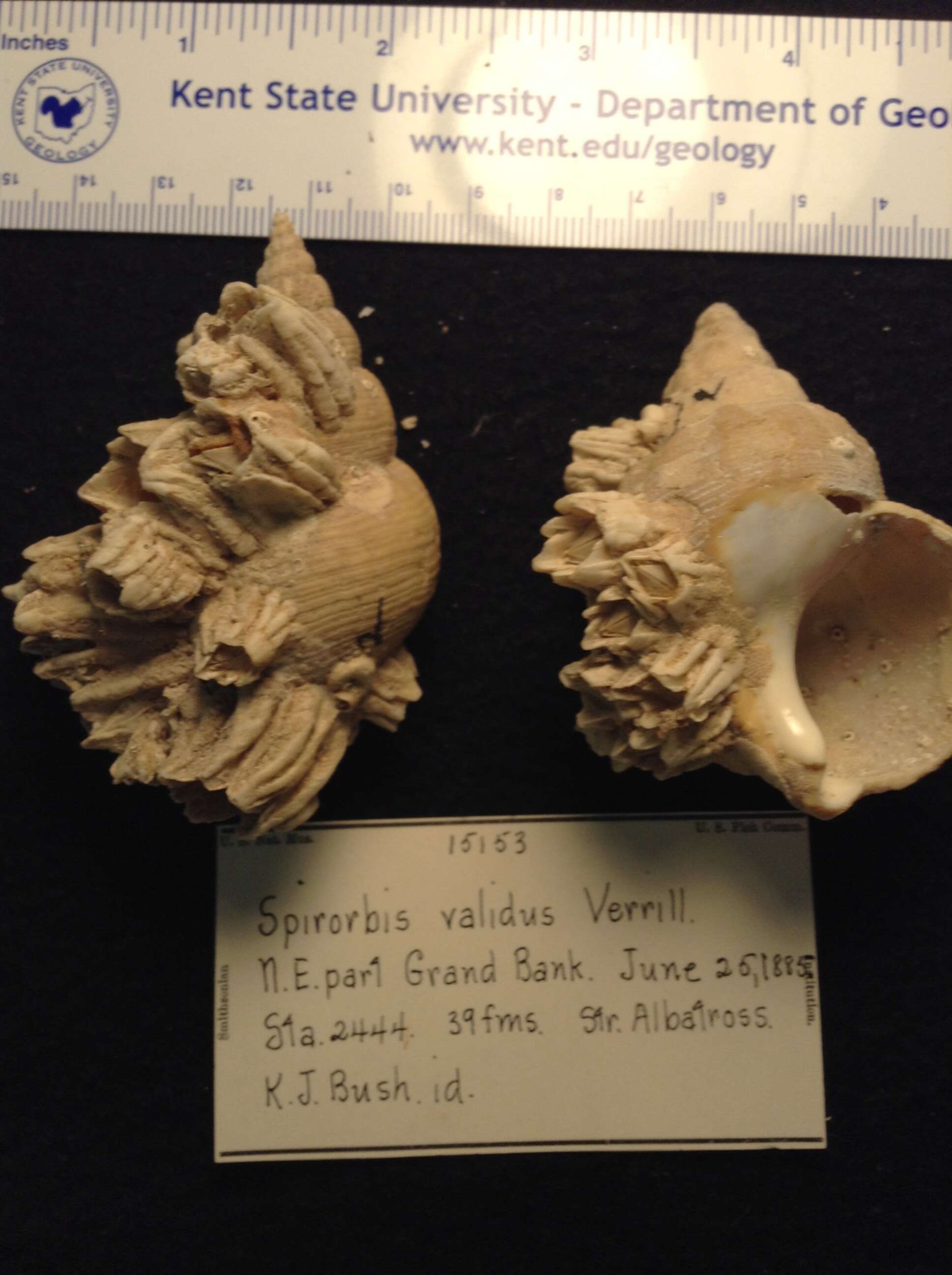 Image of Bushiella (Bushiella) valida (Verrill ex Smith & Harger 1874)