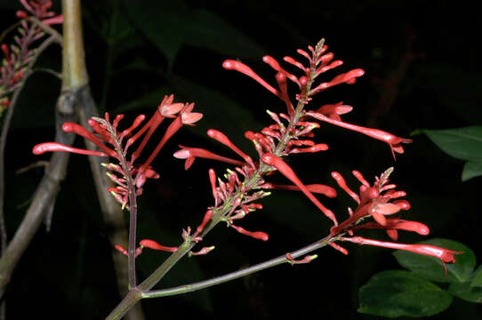 Image de Odontonema cuspidatum (Nees) Kuntze