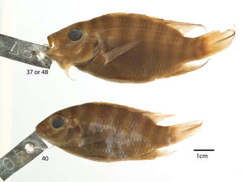 Image of Tilapia brevimanus Boulenger 1911