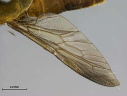 Image of Tabanus subhybridus Philip 1960