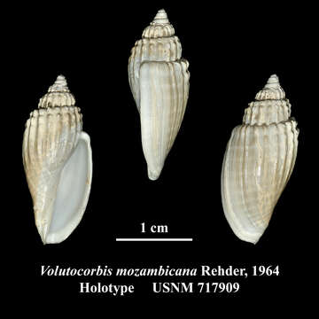 Image of Athleta mozambicana (Rehder 1972)