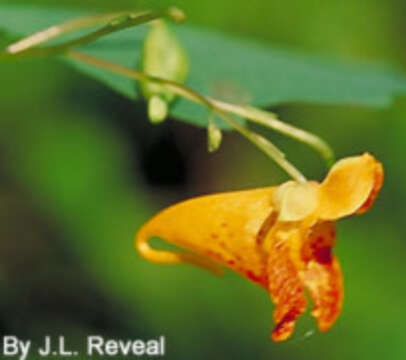 Image of jewelweed