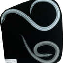 Image of Blackspotted Snake Eel