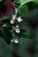 Imagem de Tournefortia volubilis L.