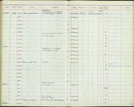 Plancia ëd Apus barbatus roehli Reichenow 1906