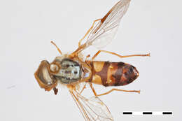 Image of Dasysyrphus pandu Ghorpade 1994