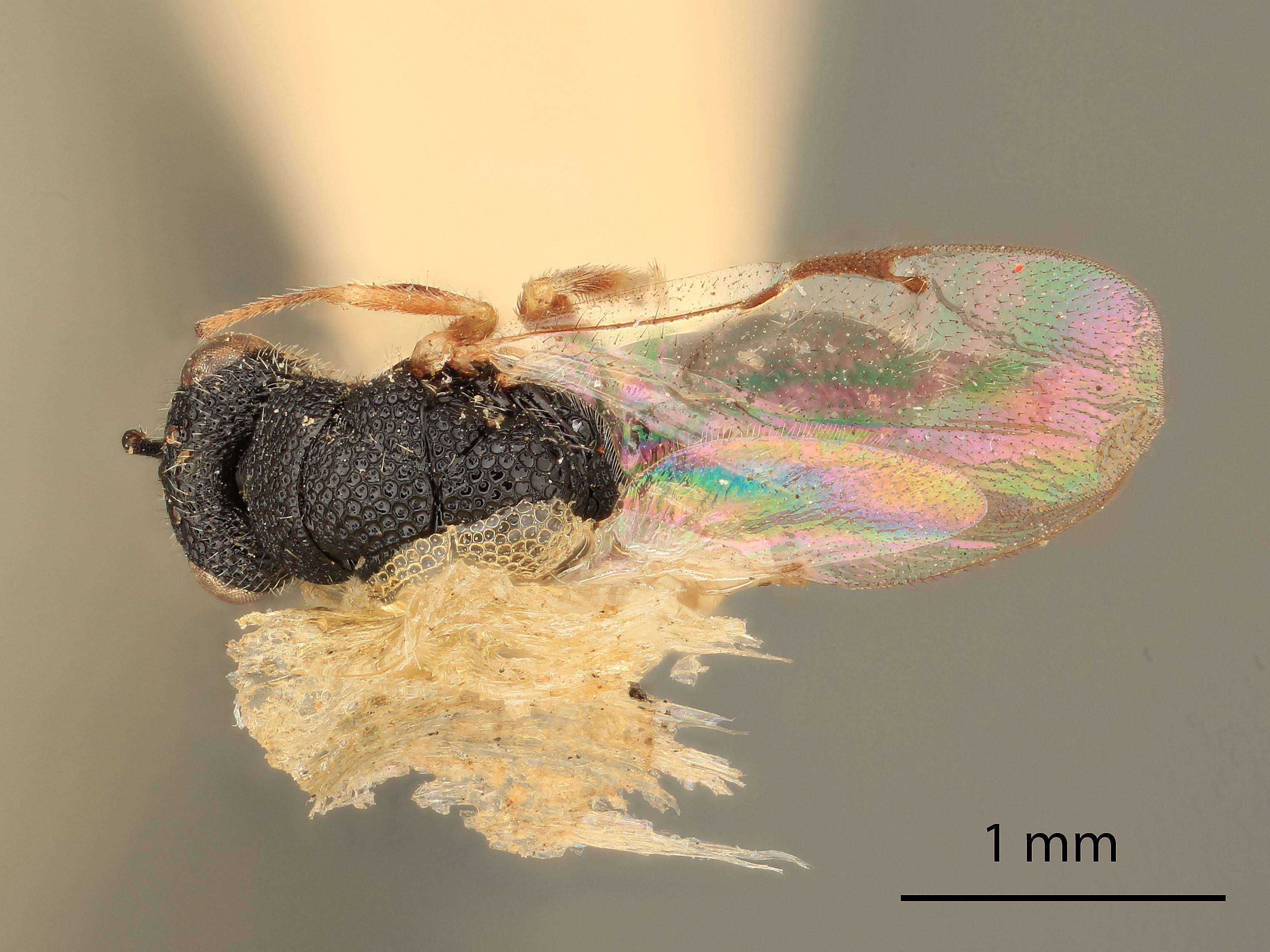 Imagem de Eurytoma flavocoxa Bugbee 1941